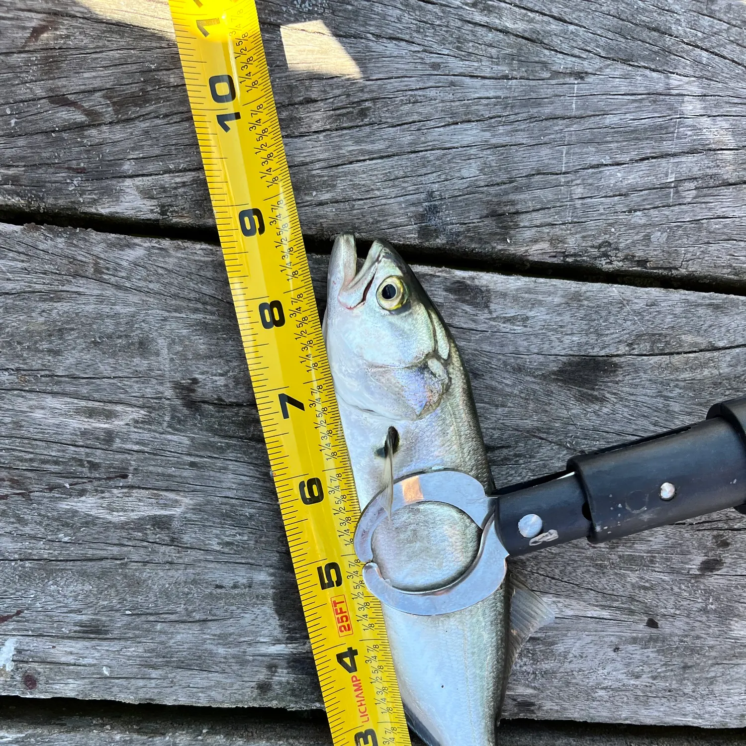 Bluefish caught on Fishbrain