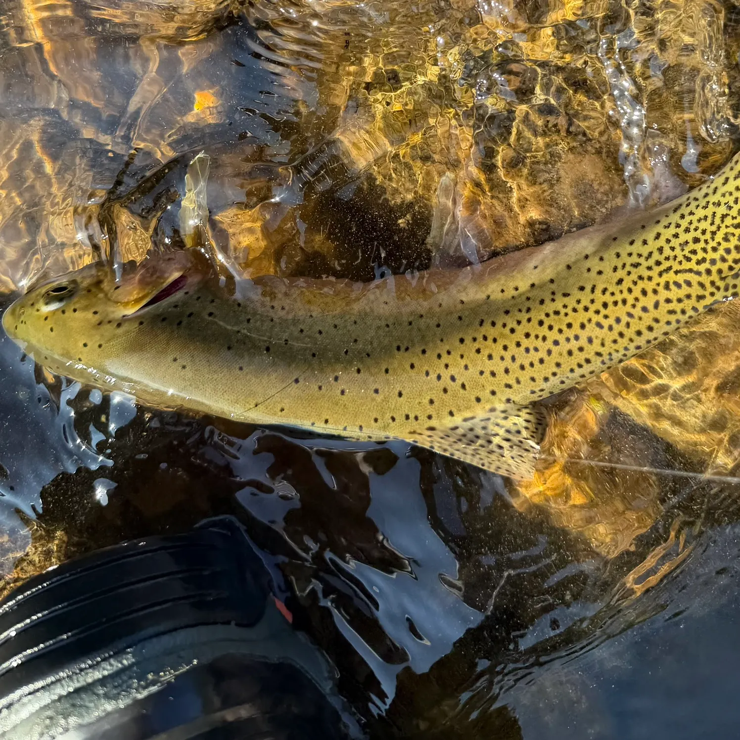 The most recent Westslope cutthroat trout catches on Fishbrain