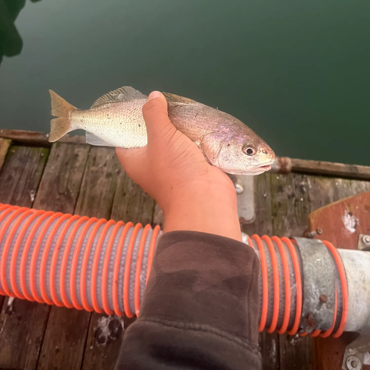 The most recent White croaker catches on Fishbrain