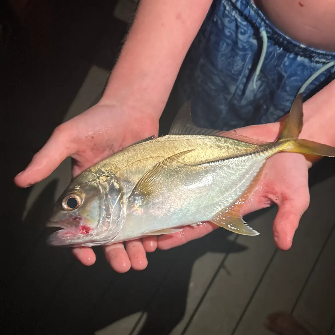The most recent Horse-eye jack catches on Fishbrain