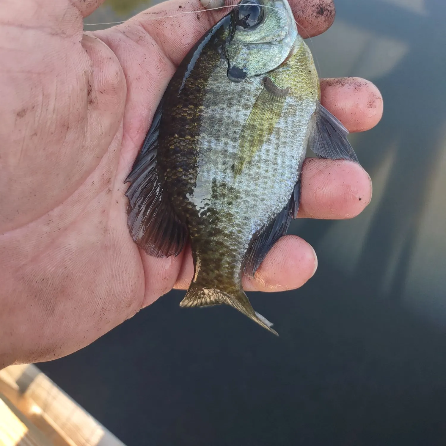 Bluegill caught on Fishbrain