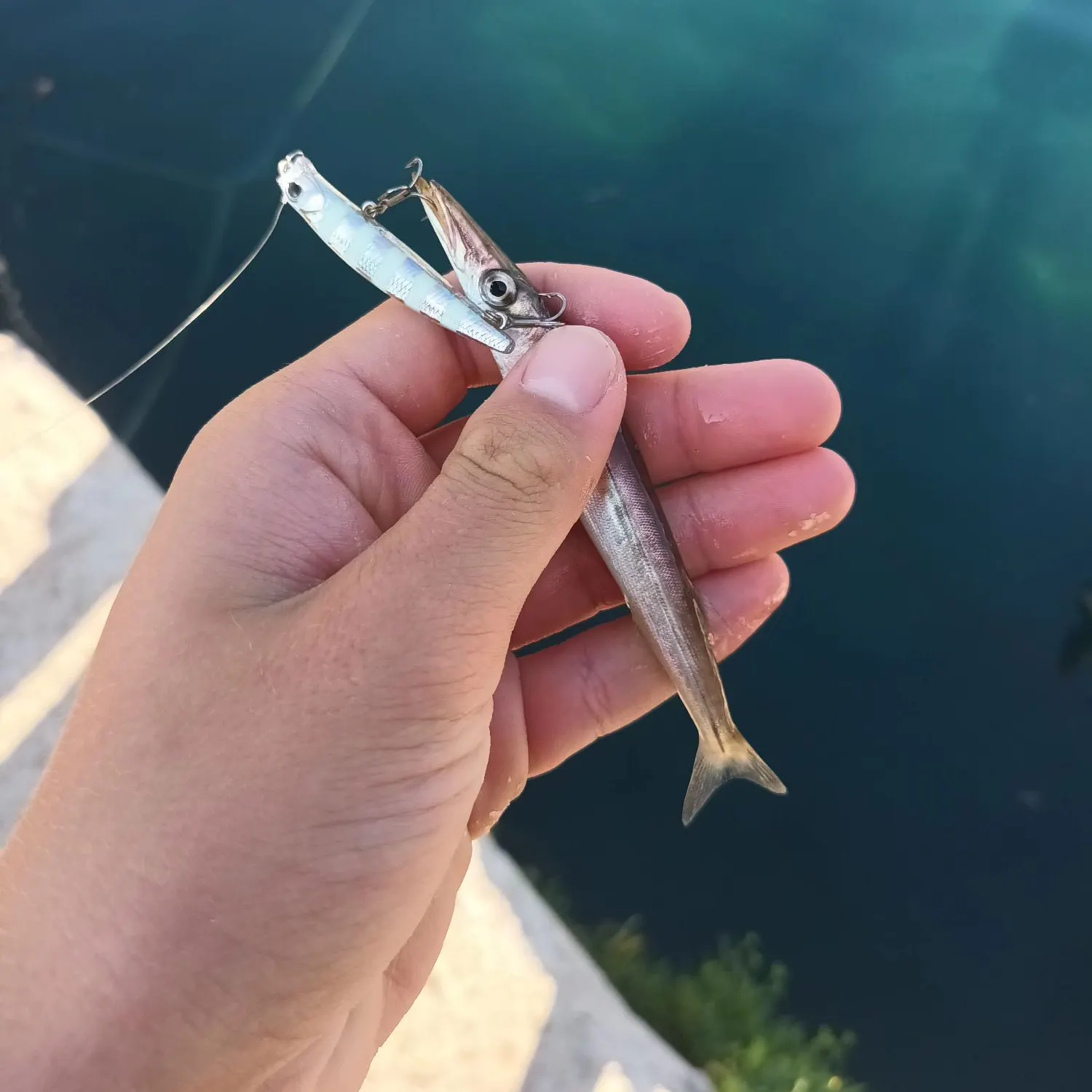 The most recent European barracuda catches on Fishbrain