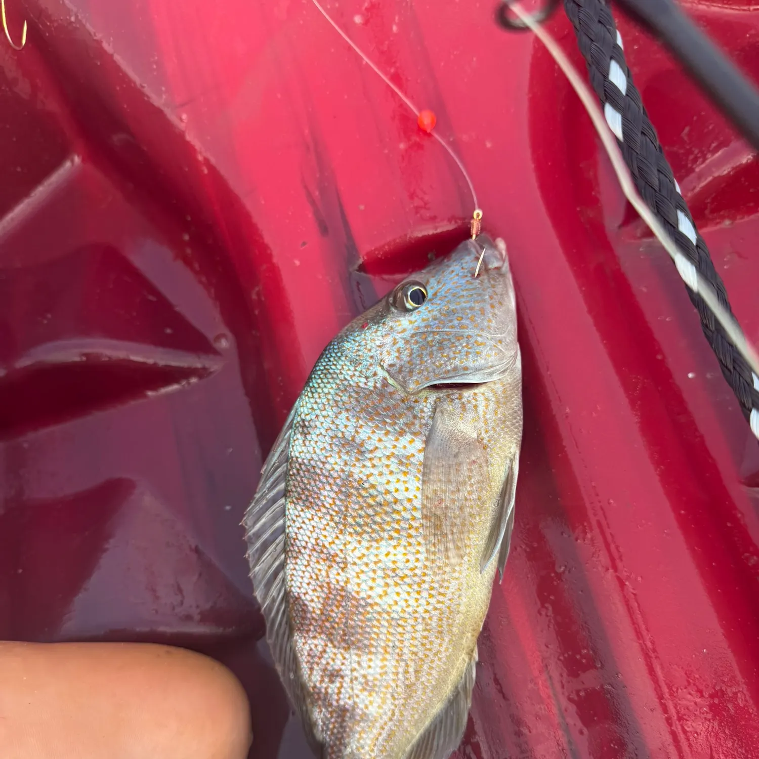 White grunt caught on Fishbrain