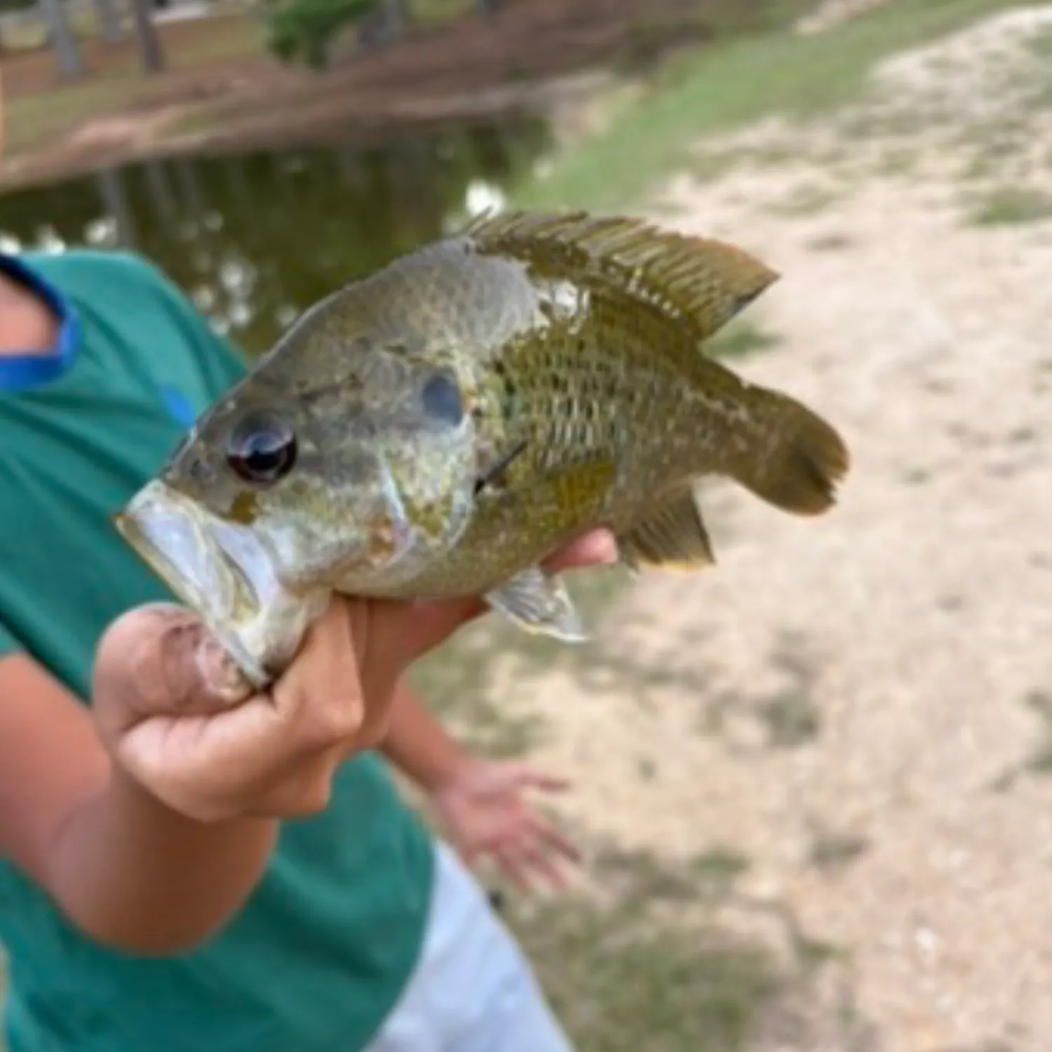 Warmouth caught on Fishbrain
