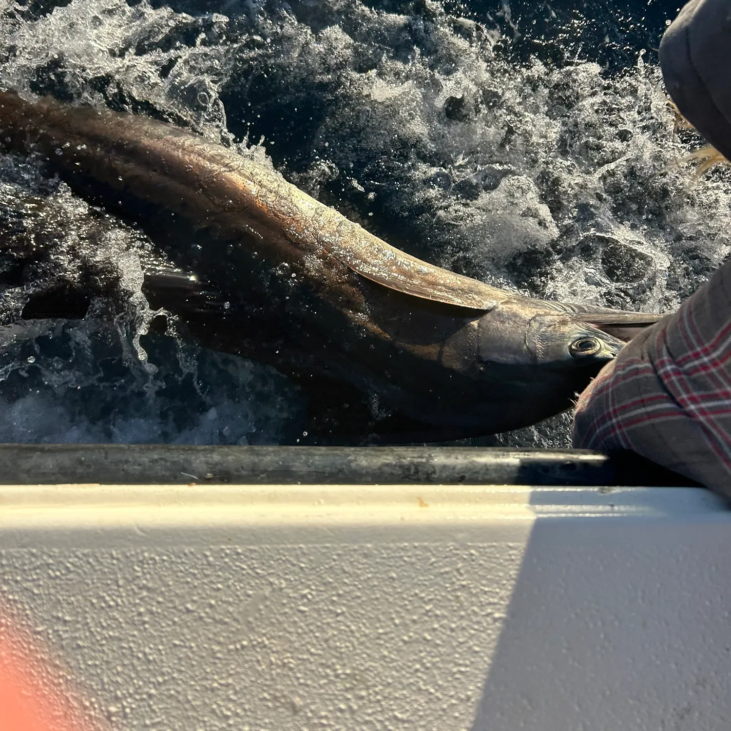 The most recent Atlantic sailfish catches on Fishbrain