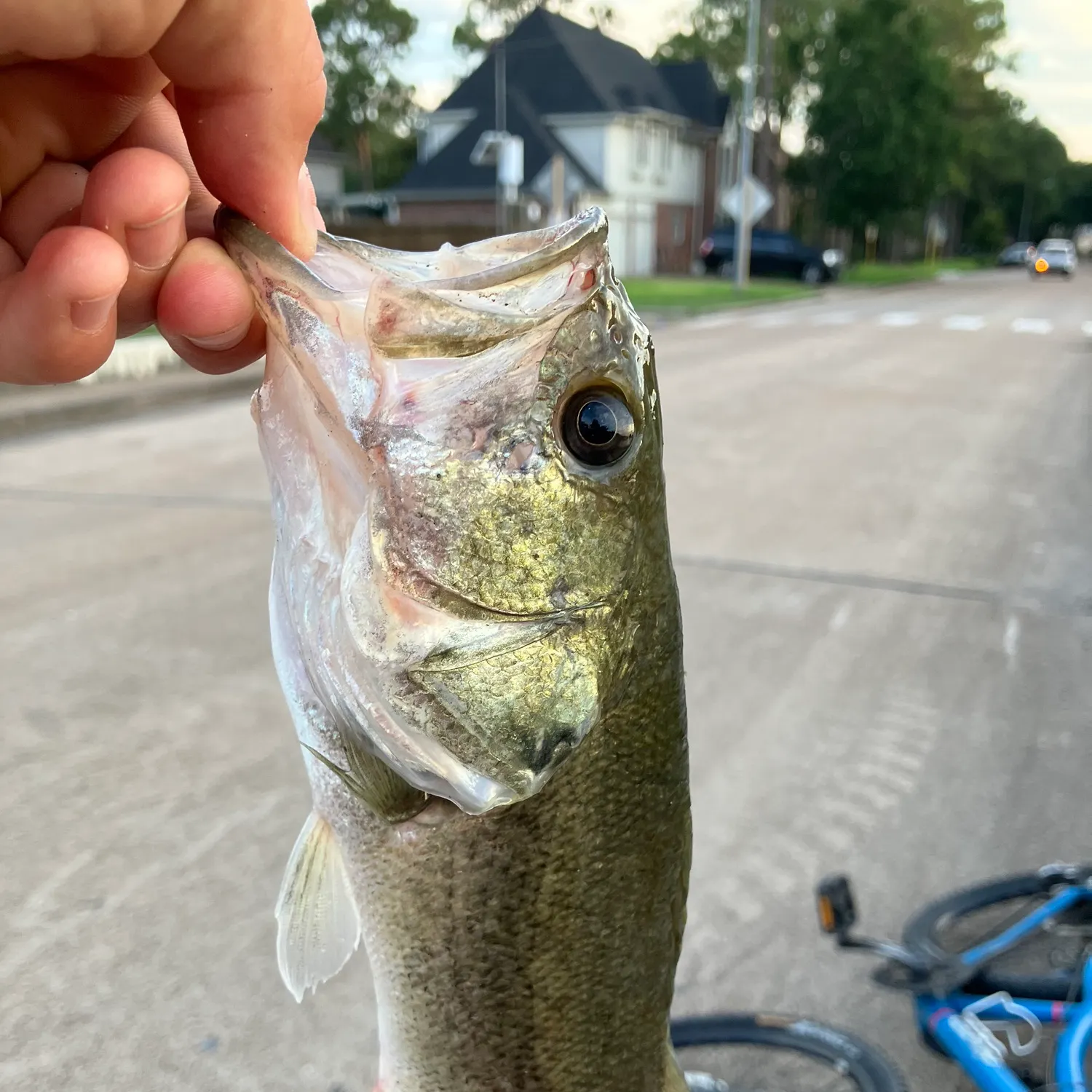catch