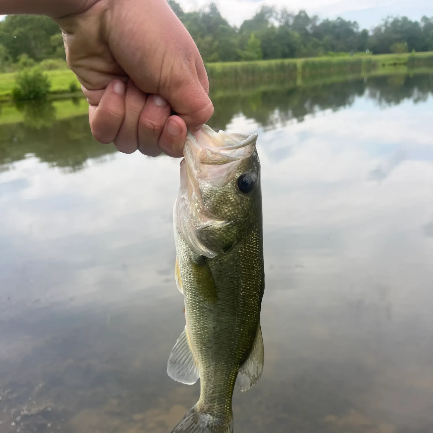 Largemouth bass caught on Fishbrain