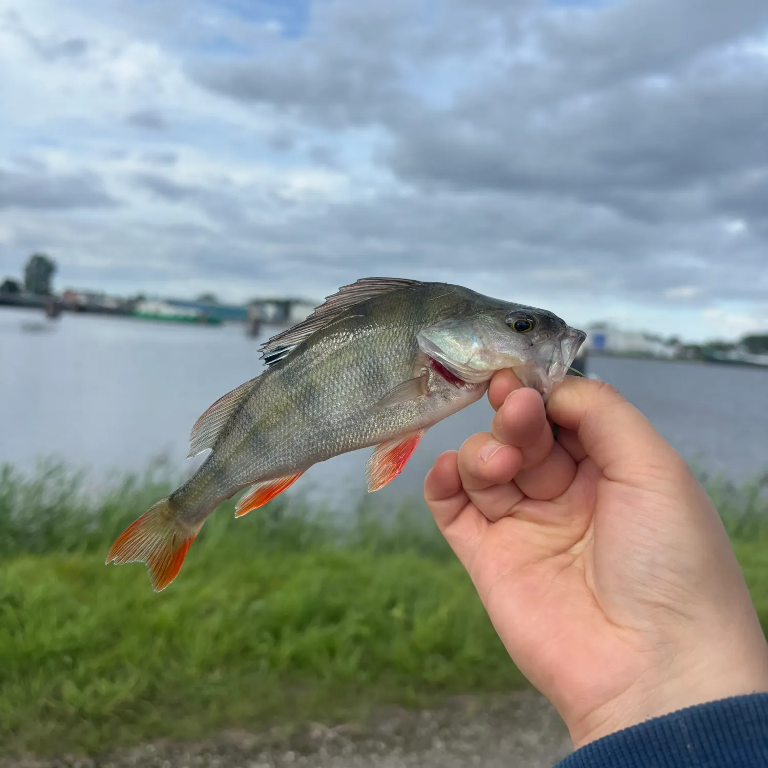 European perch caught on Fishbrain