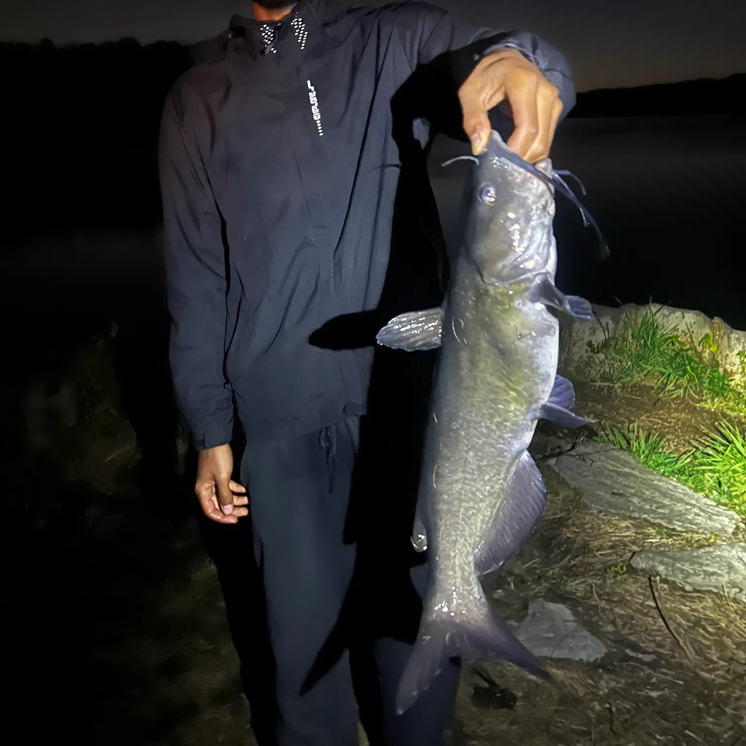 Channel catfish caught on Fishbrain