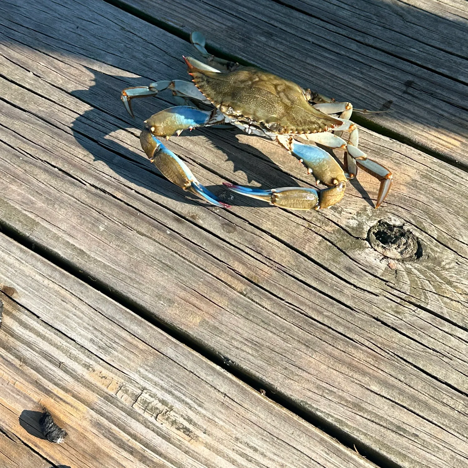 Blue crab caught on Fishbrain