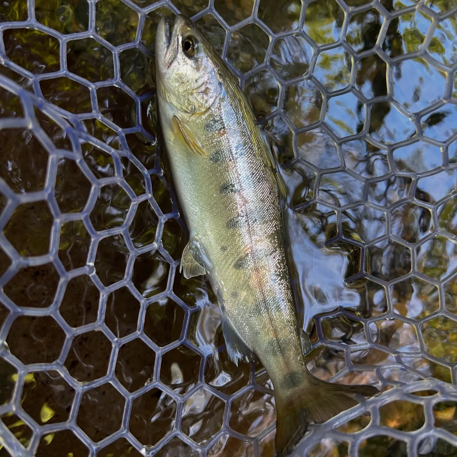 The most recent Cherry salmon catches on Fishbrain