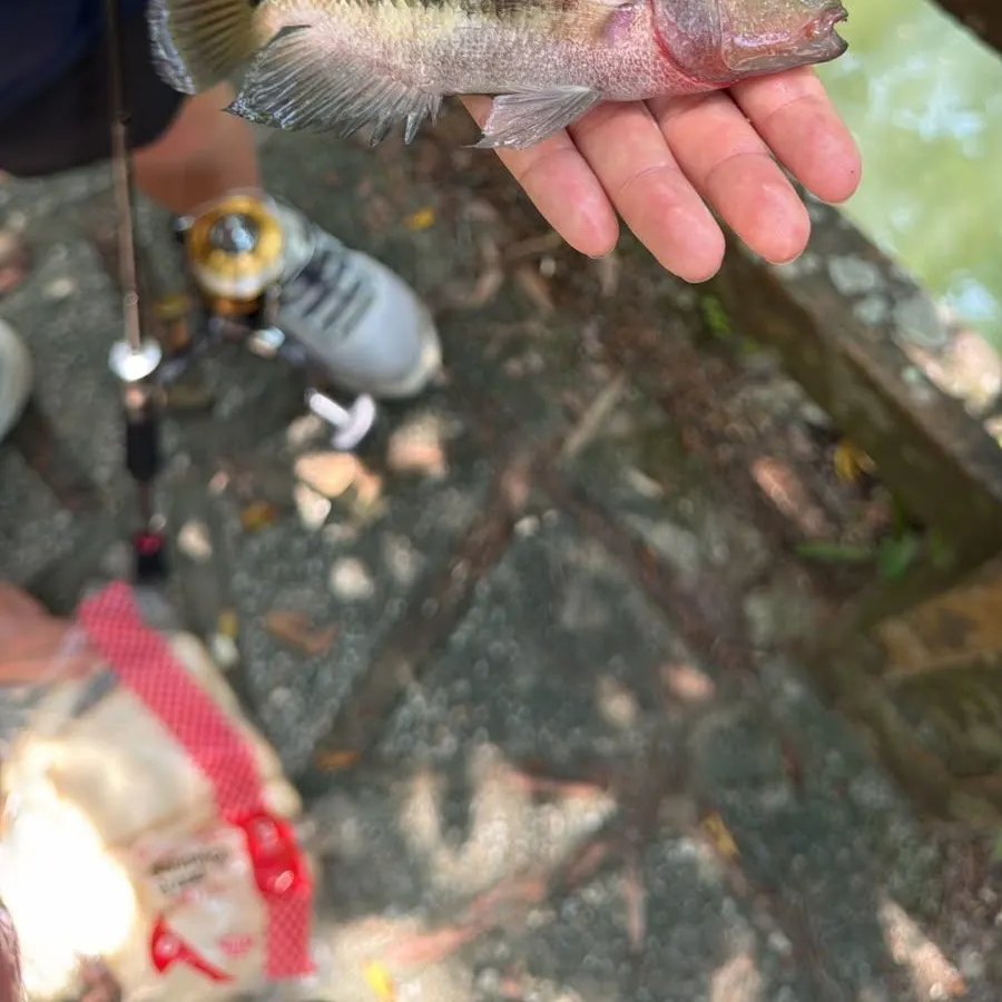 Redbreast tilapia caught on Fishbrain