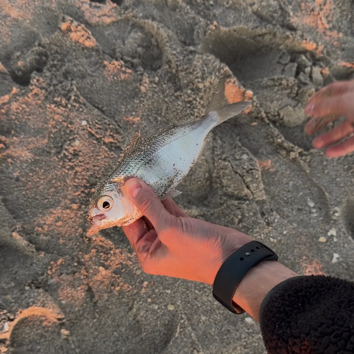 The most recent Atlantic spotfin mojarra catches on Fishbrain