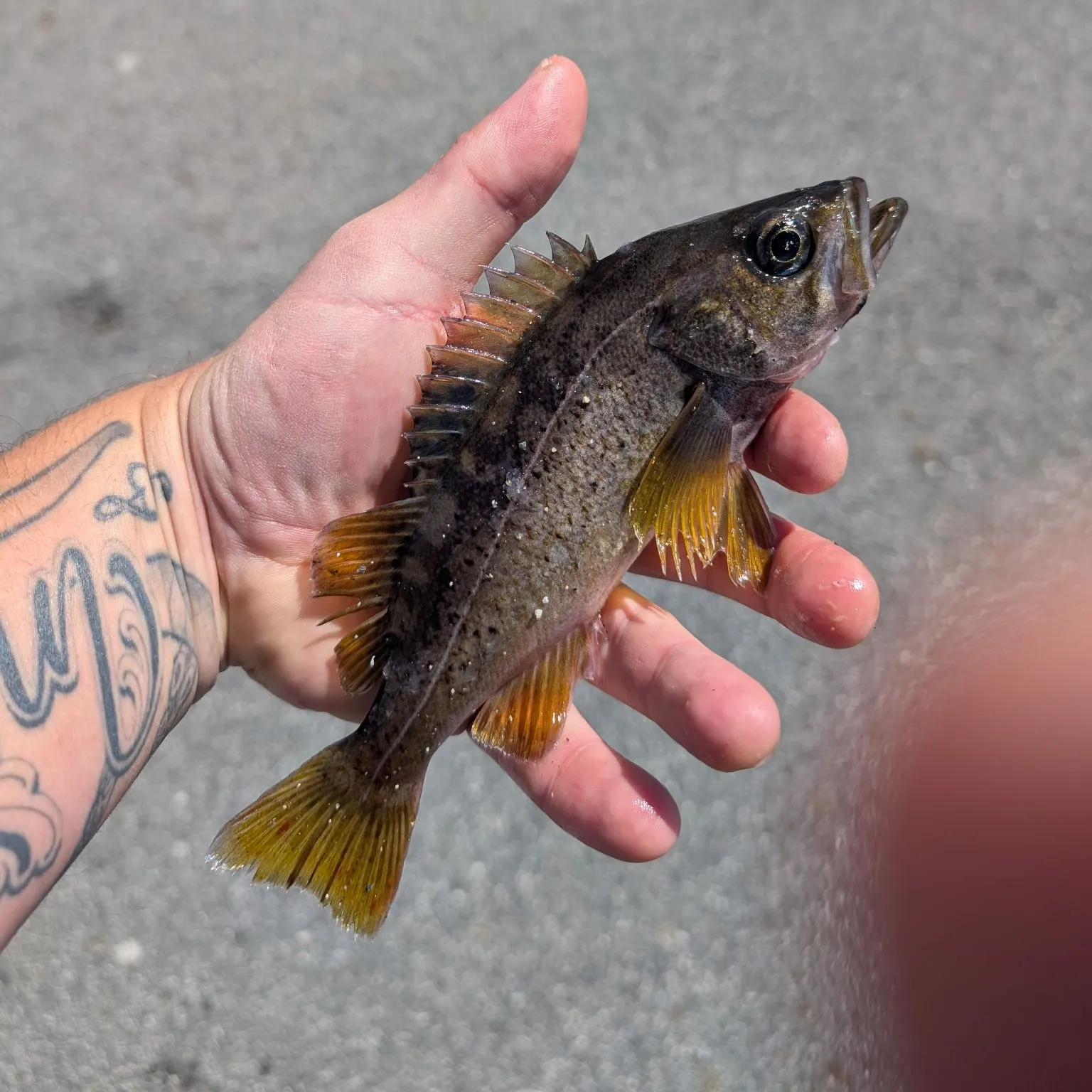 Copper rockfish caught on Fishbrain