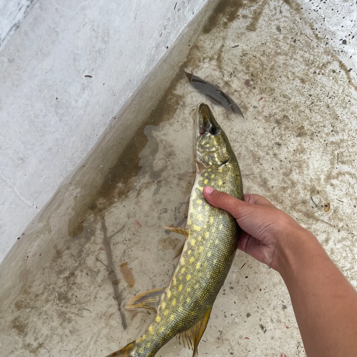Northern pike caught on Fishbrain
