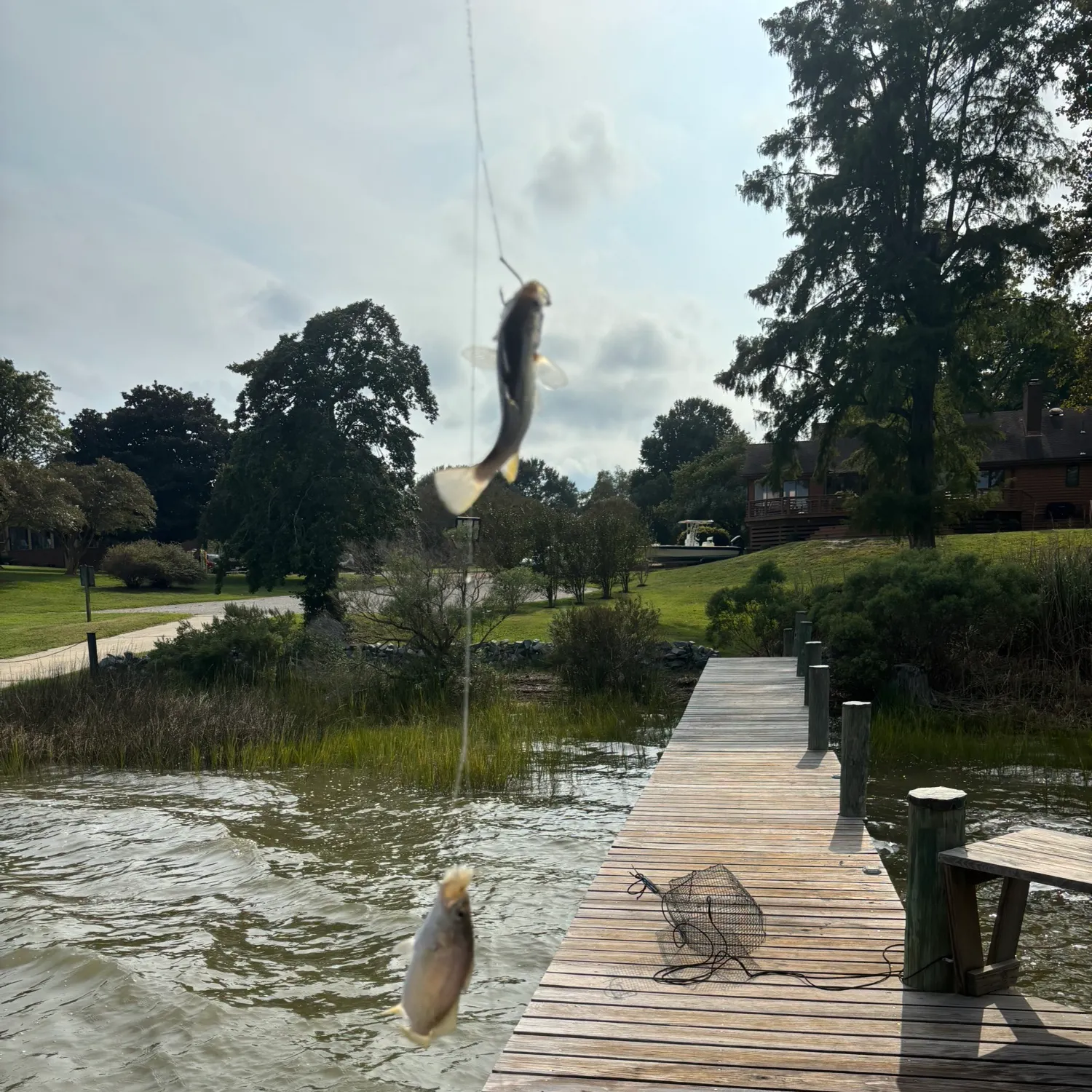 The most recent Silver perch catches on Fishbrain