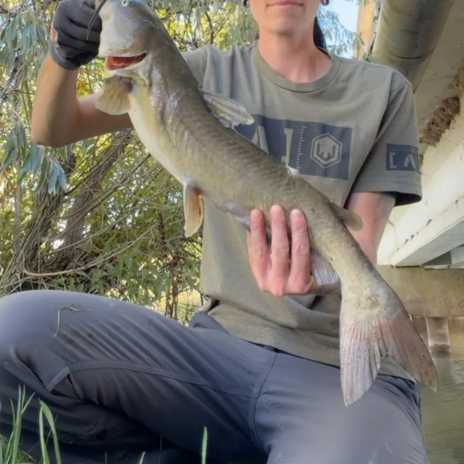 Channel catfish caught on Fishbrain