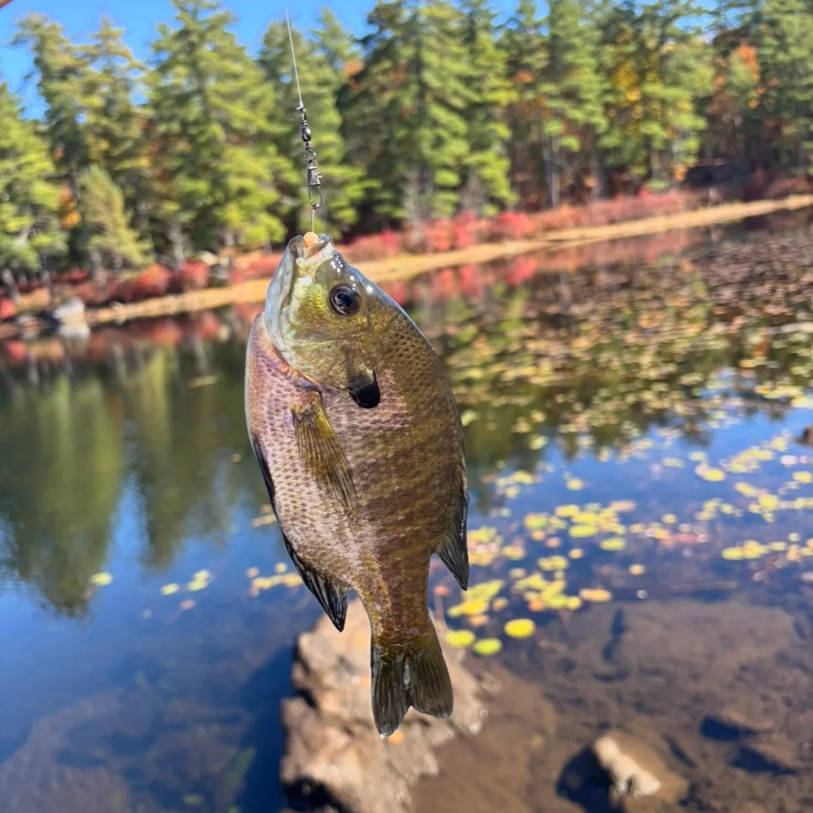 Bluegill caught on Fishbrain