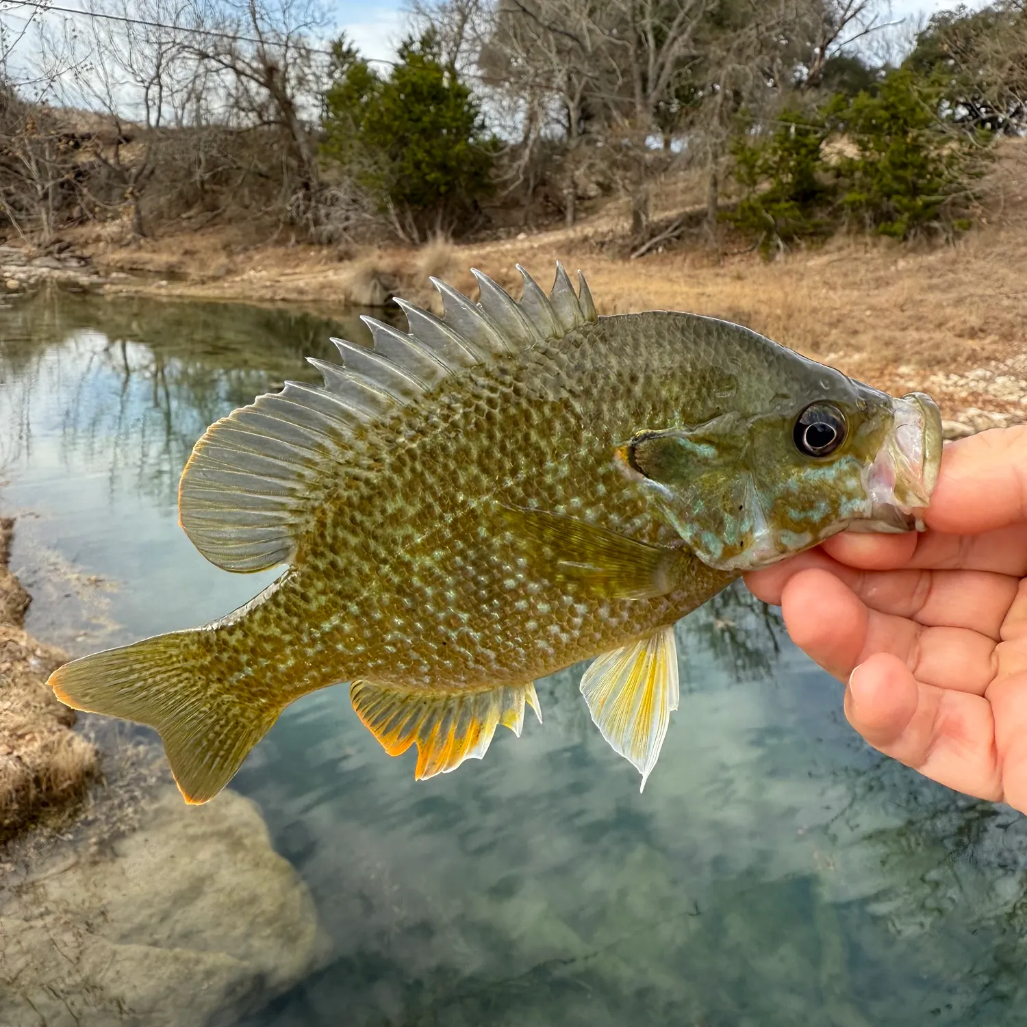 The most recent Redear x green sunfish catches on Fishbrain