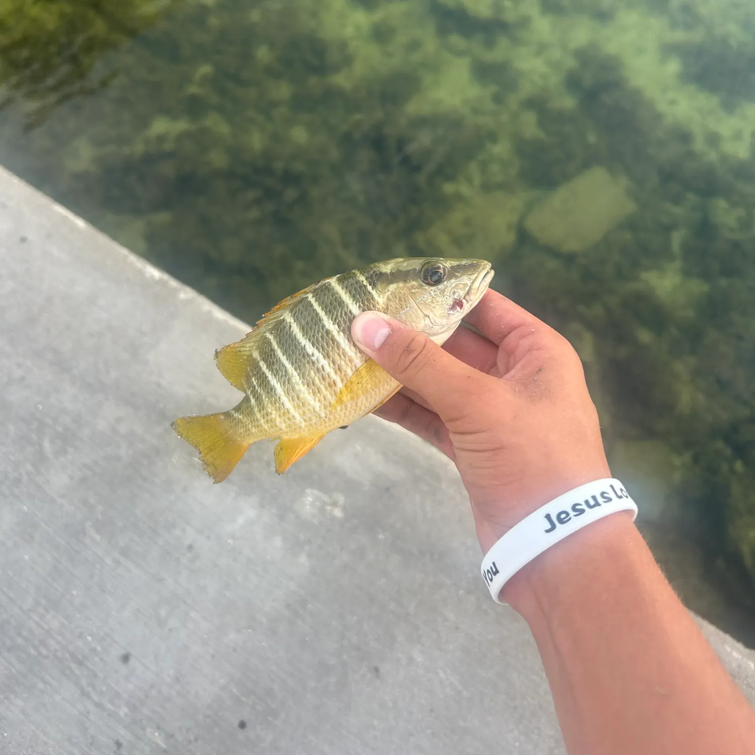 The most recent Schoolmaster snapper catches on Fishbrain