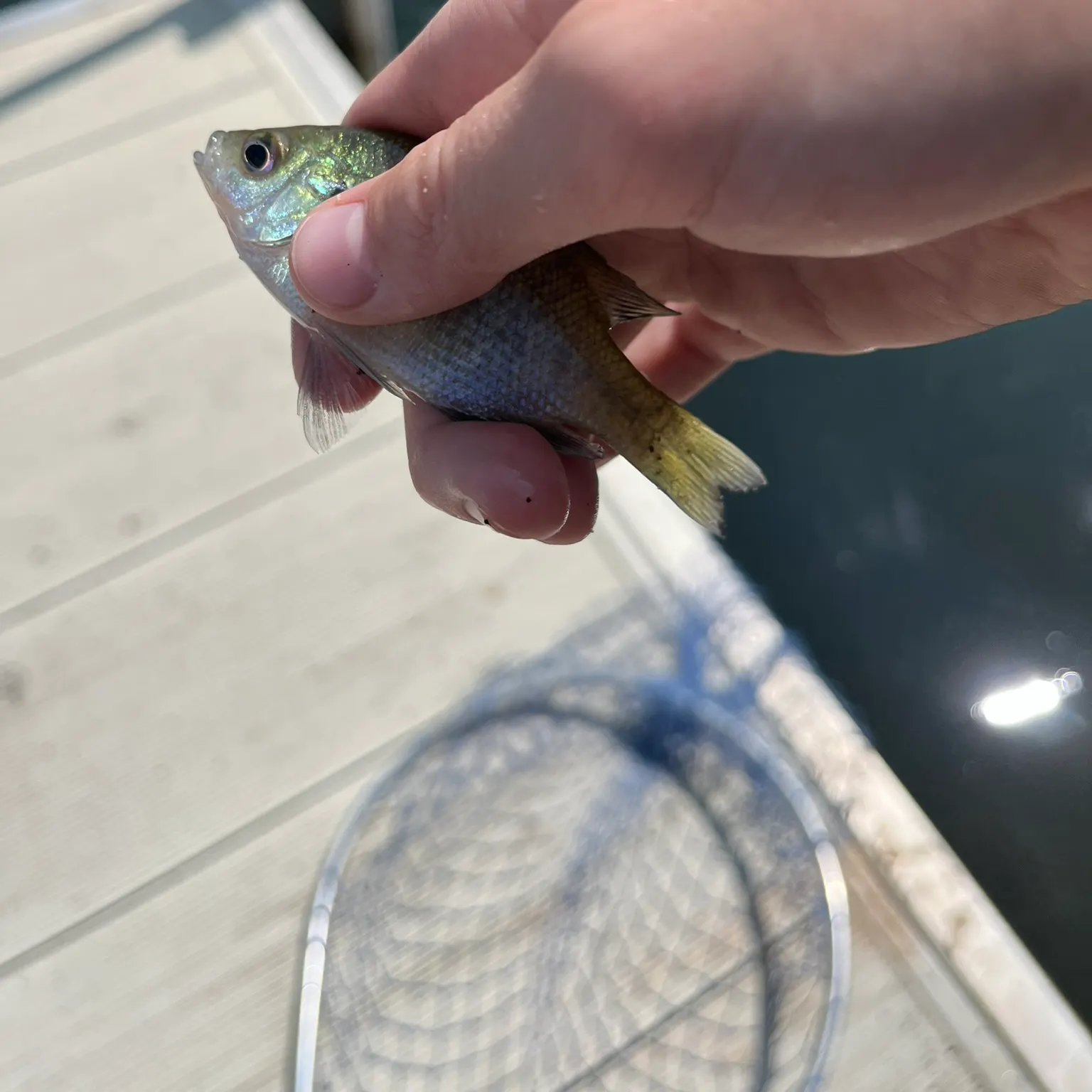 The most recent Whale shark catches on Fishbrain