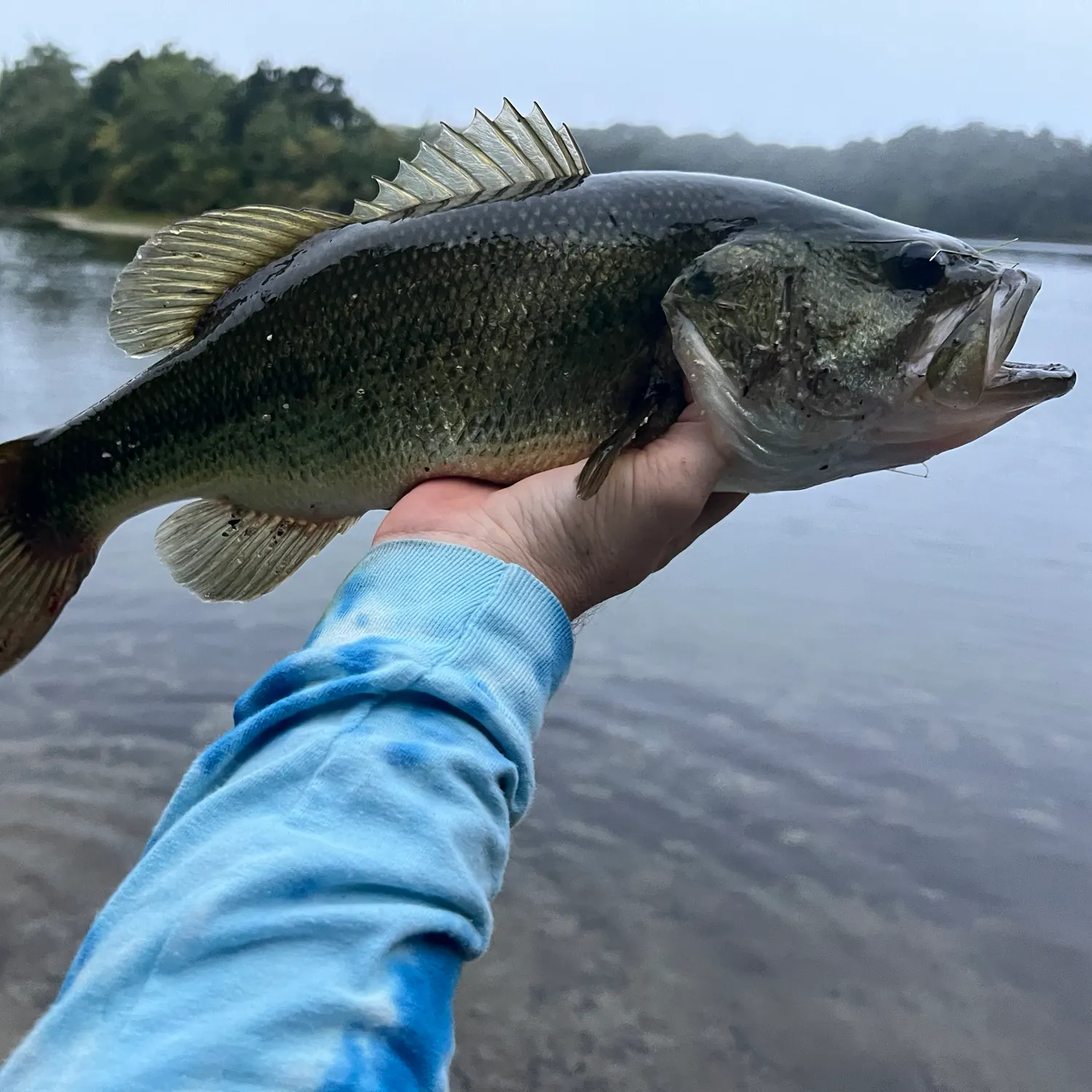 Largemouth bass caught on Fishbrain