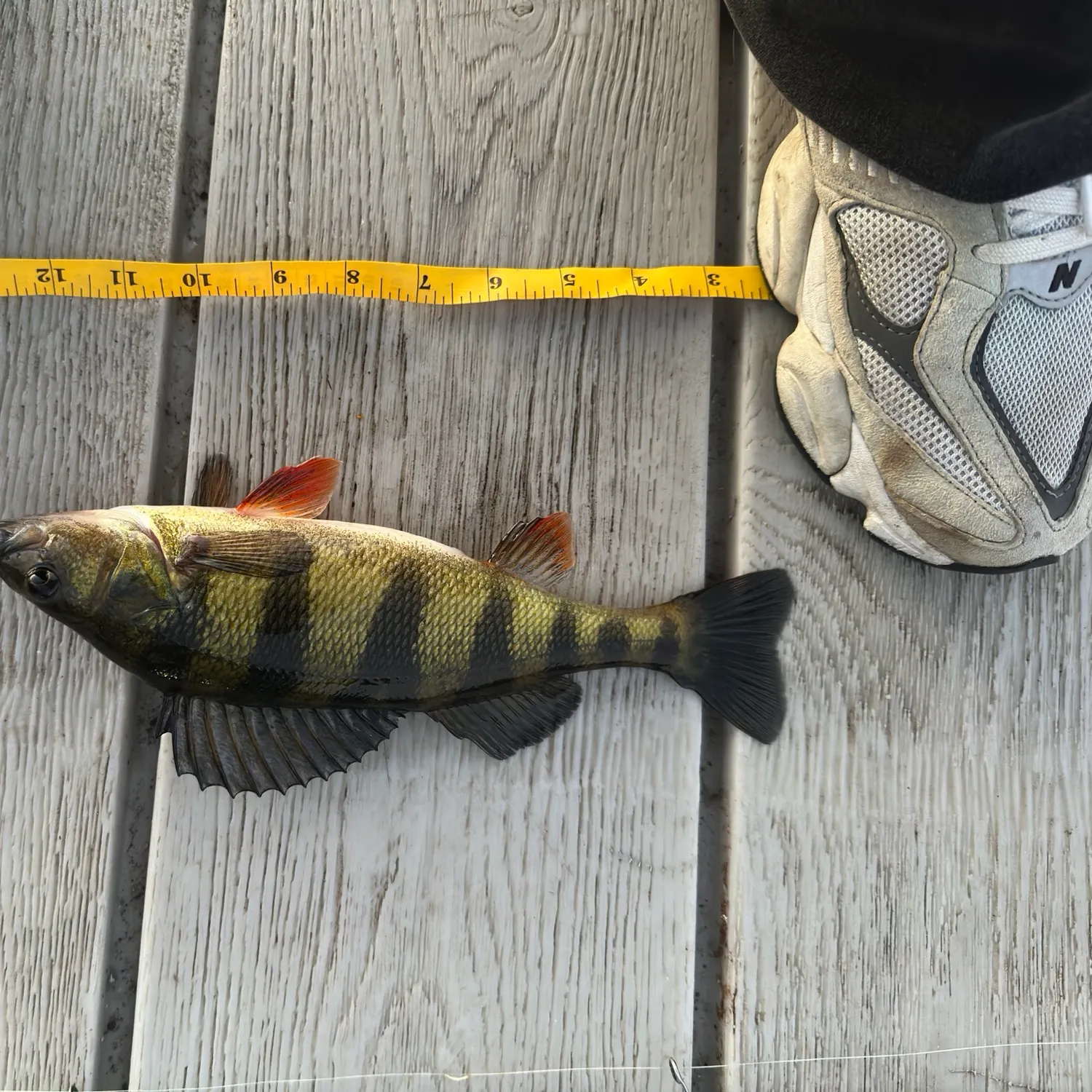 The most recent Yellow perch catches on Fishbrain