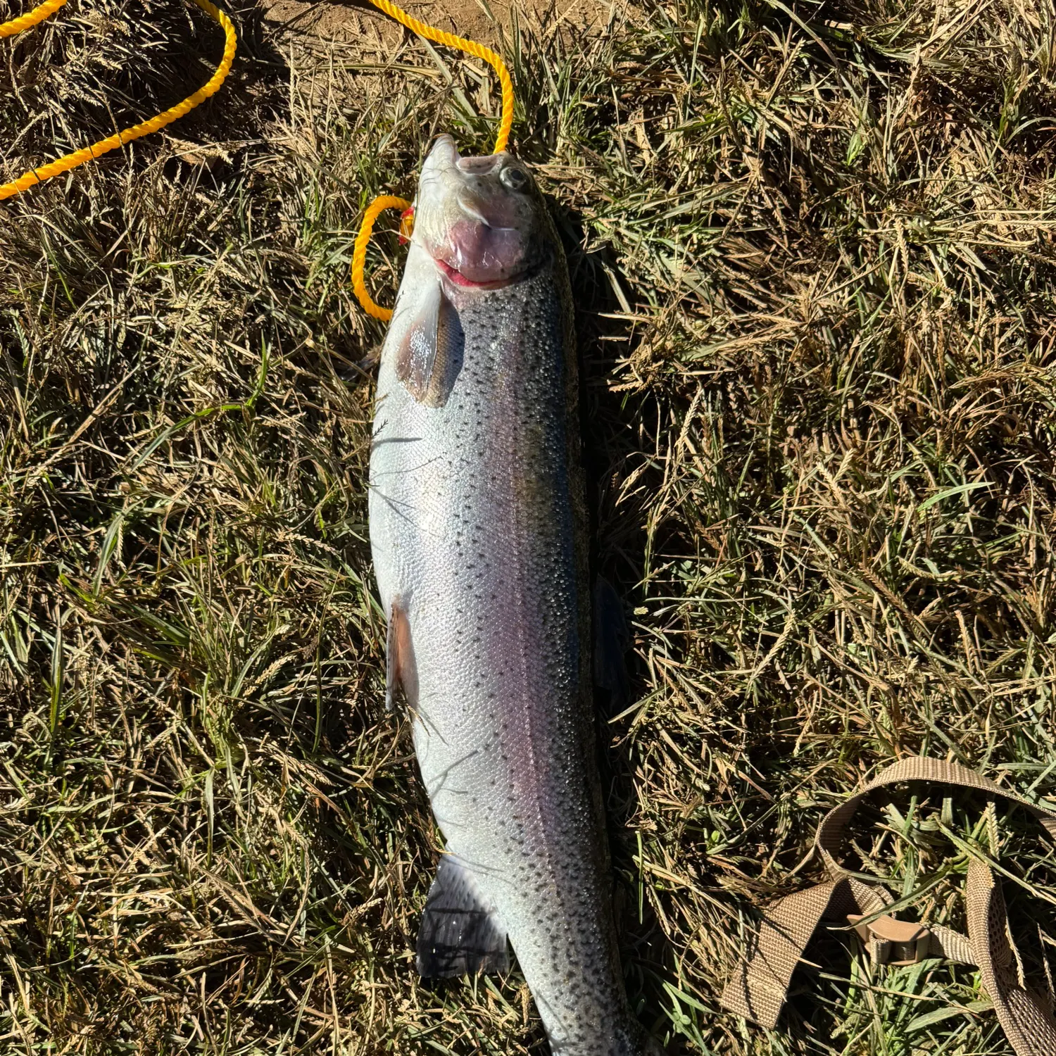 Rainbow trout caught on Fishbrain
