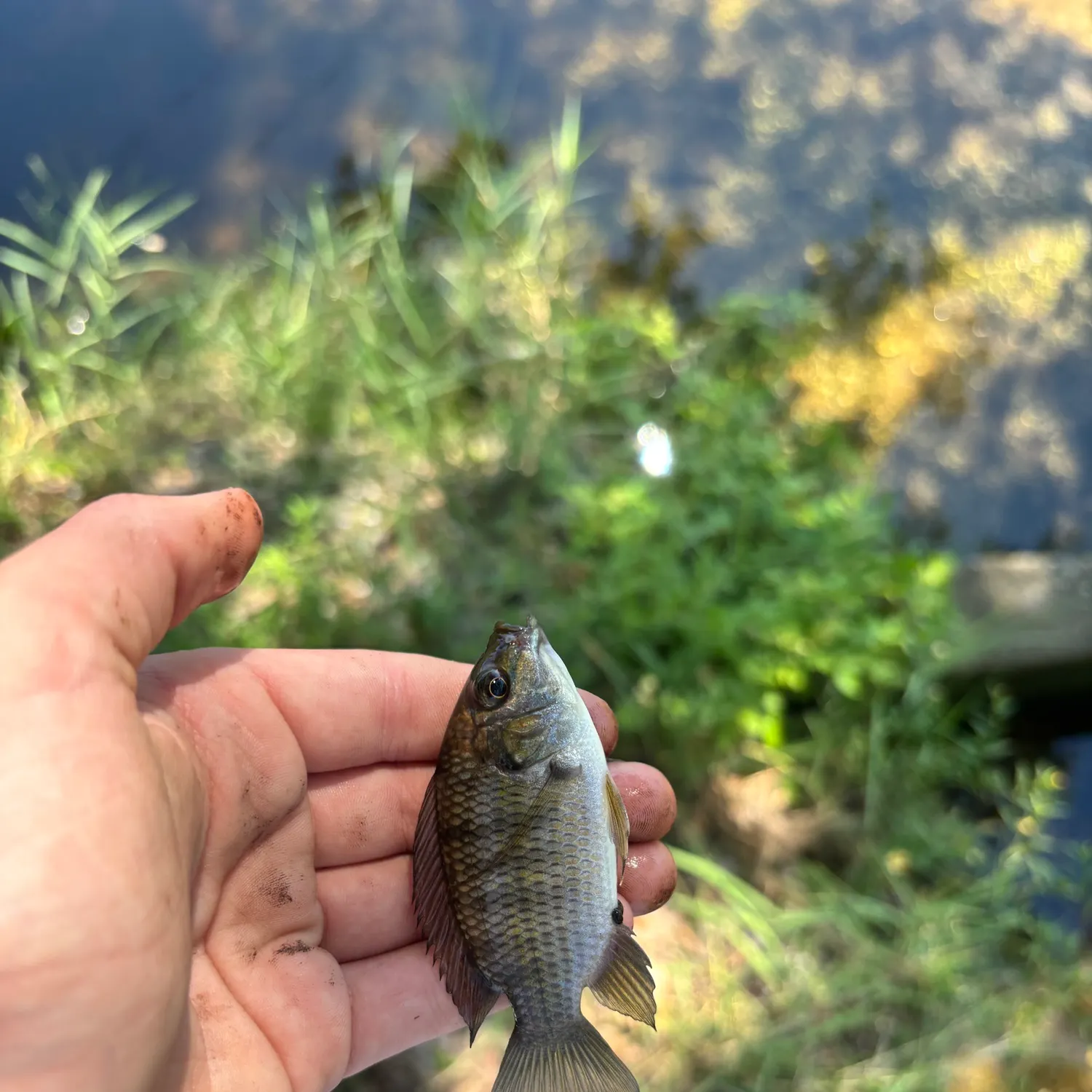 The most recent Blackchin tilapia catches on Fishbrain