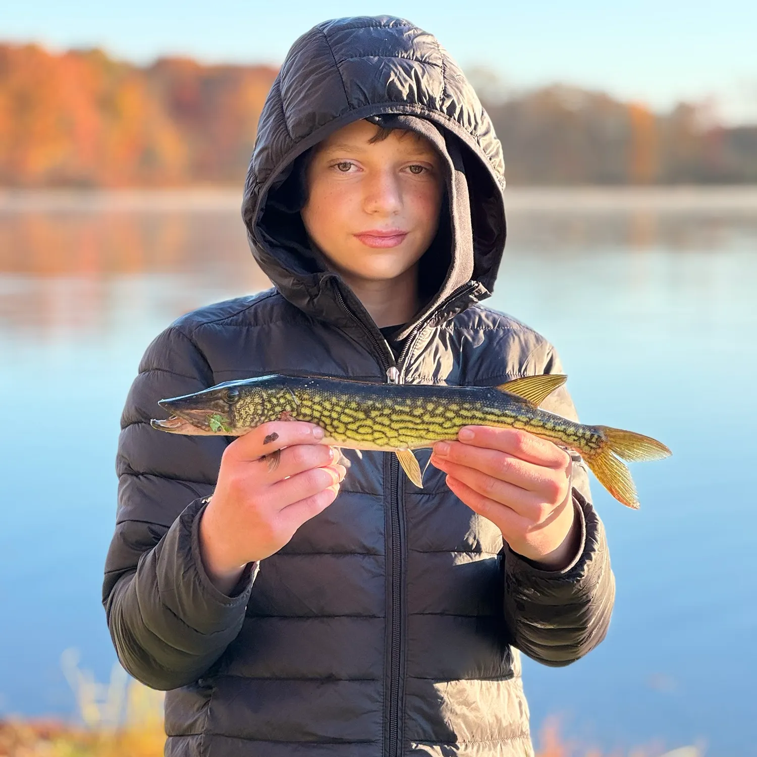 Chain pickerel caught on Fishbrain