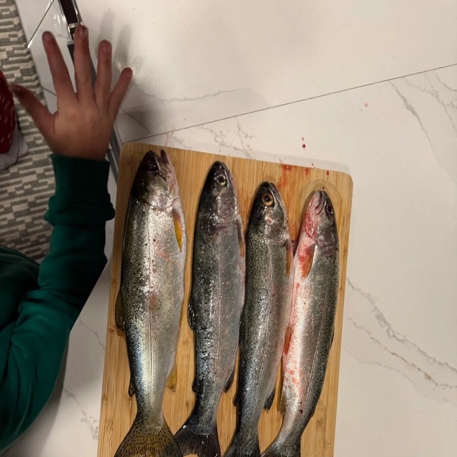 Rainbow trout caught on Fishbrain