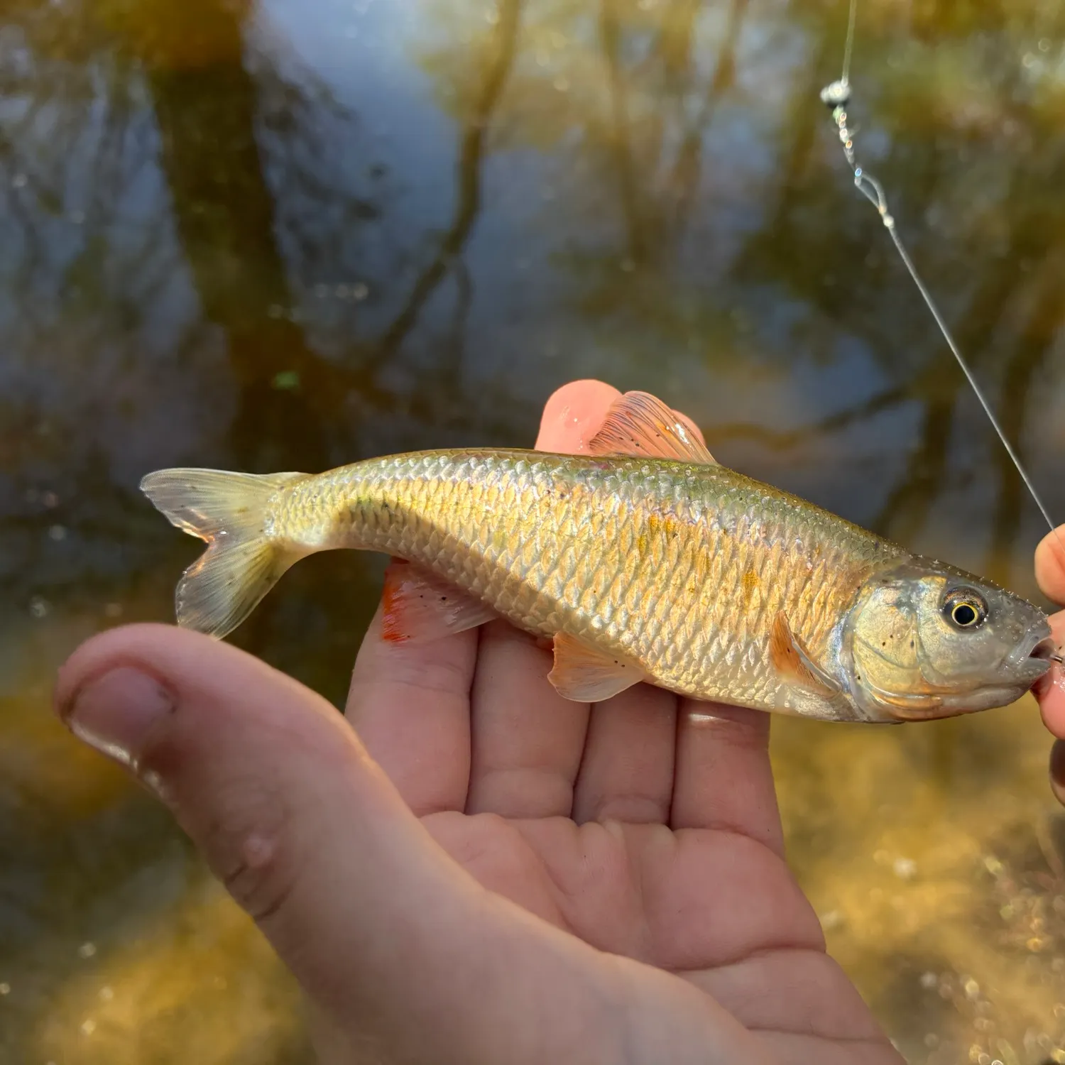 The most recent Common shiner catches on Fishbrain