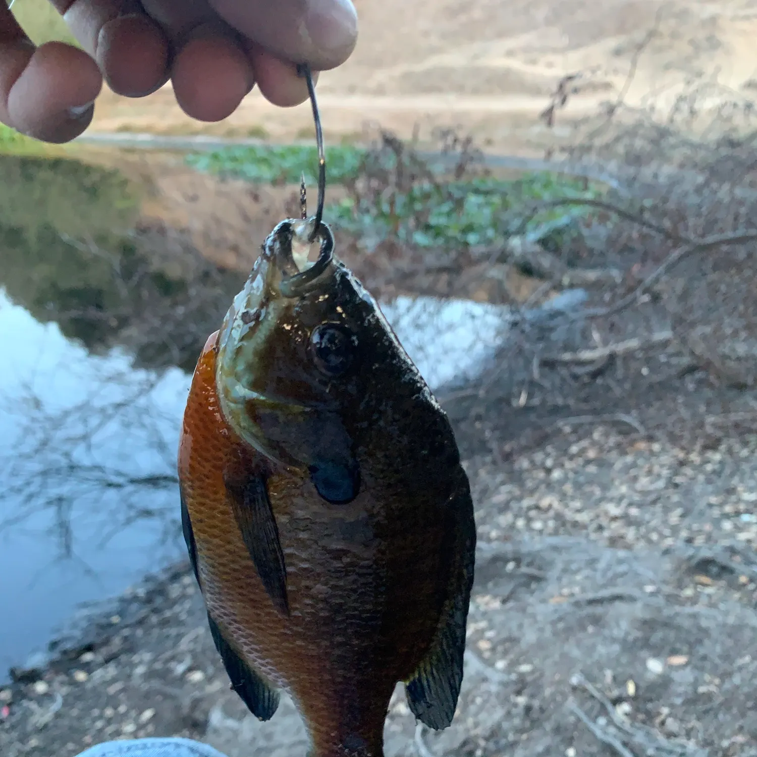 Bluegill caught on Fishbrain