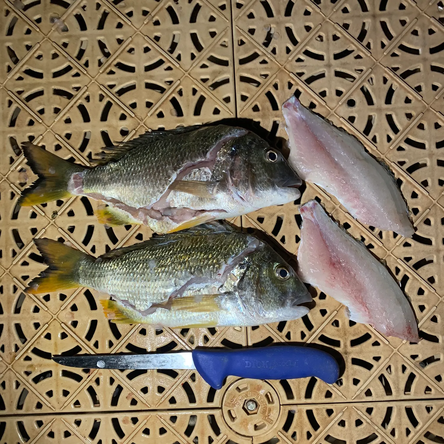 recently logged catches