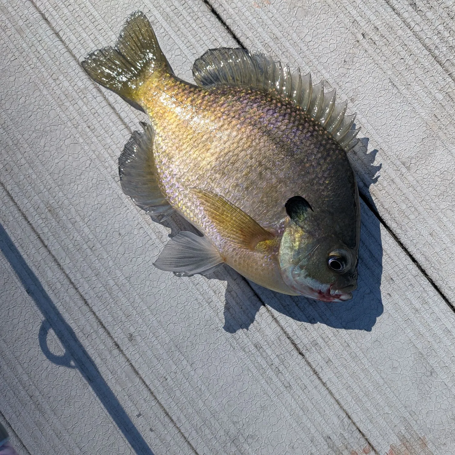 Bluegill caught on Fishbrain