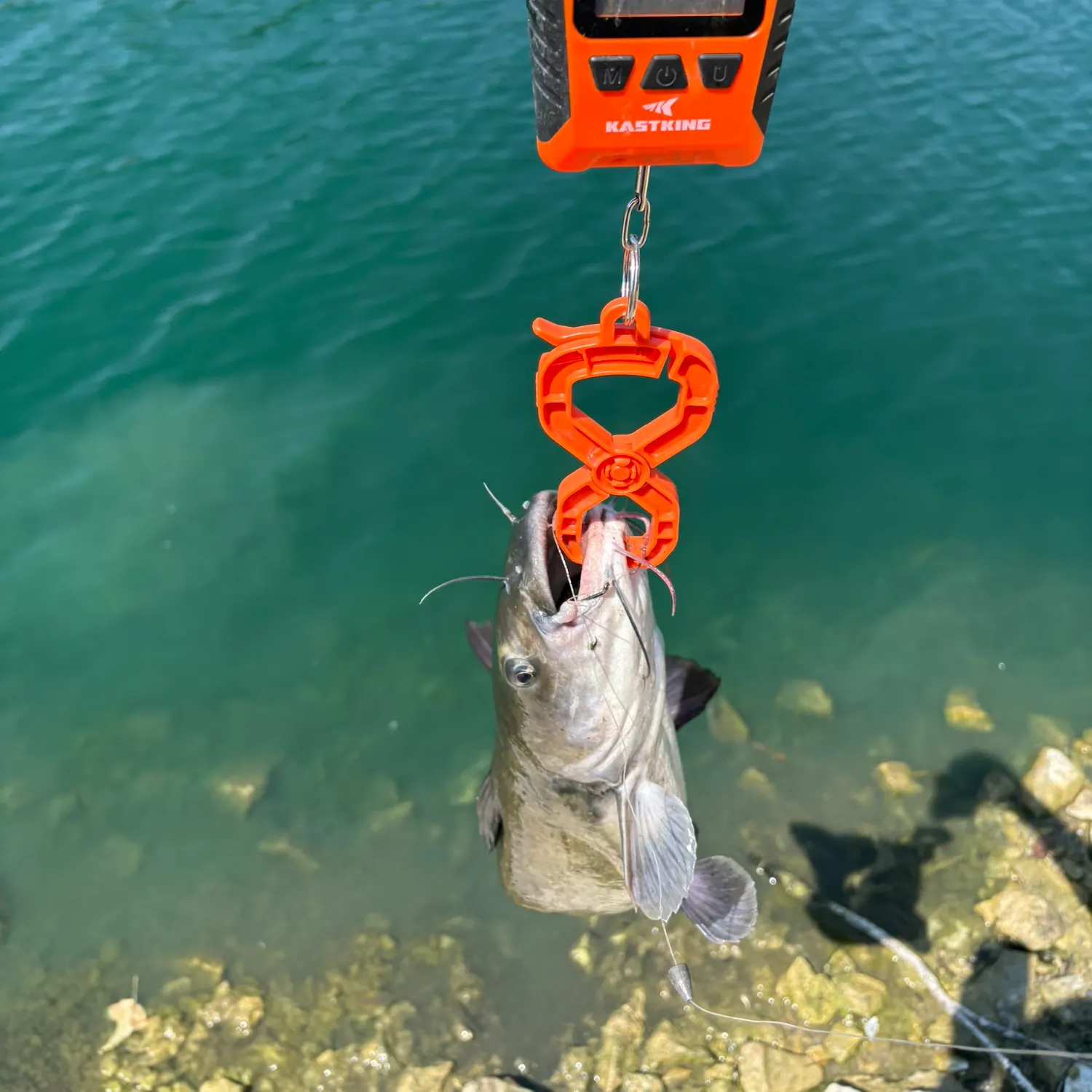 Channel catfish caught on Fishbrain