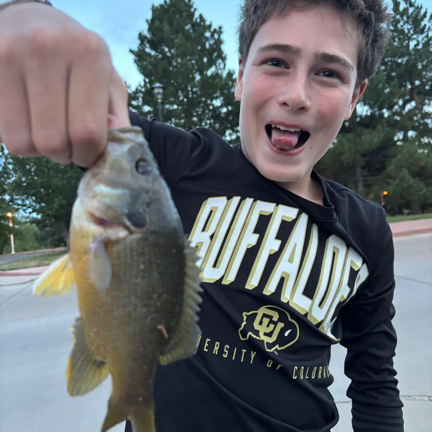 Bluegill caught on Fishbrain