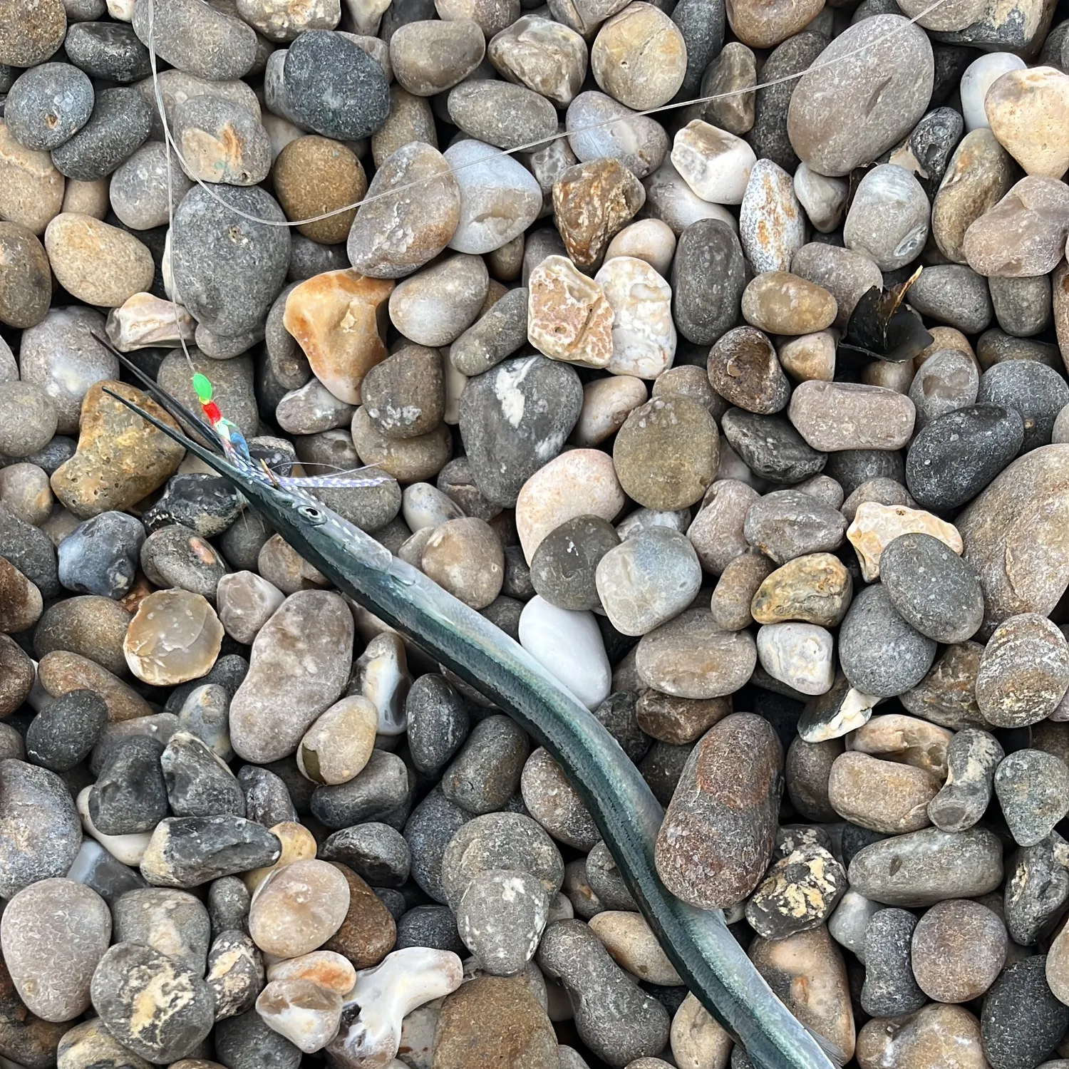 The most recent European garfish catches on Fishbrain