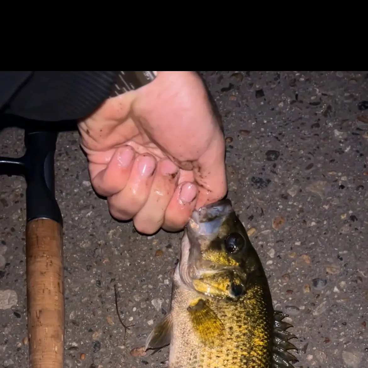 Rock bass caught on Fishbrain