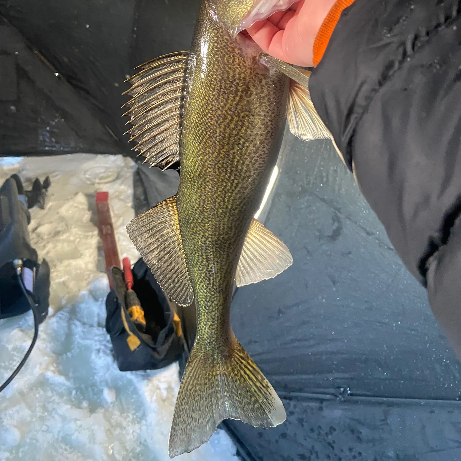 The most recent Walleye catches on Fishbrain
