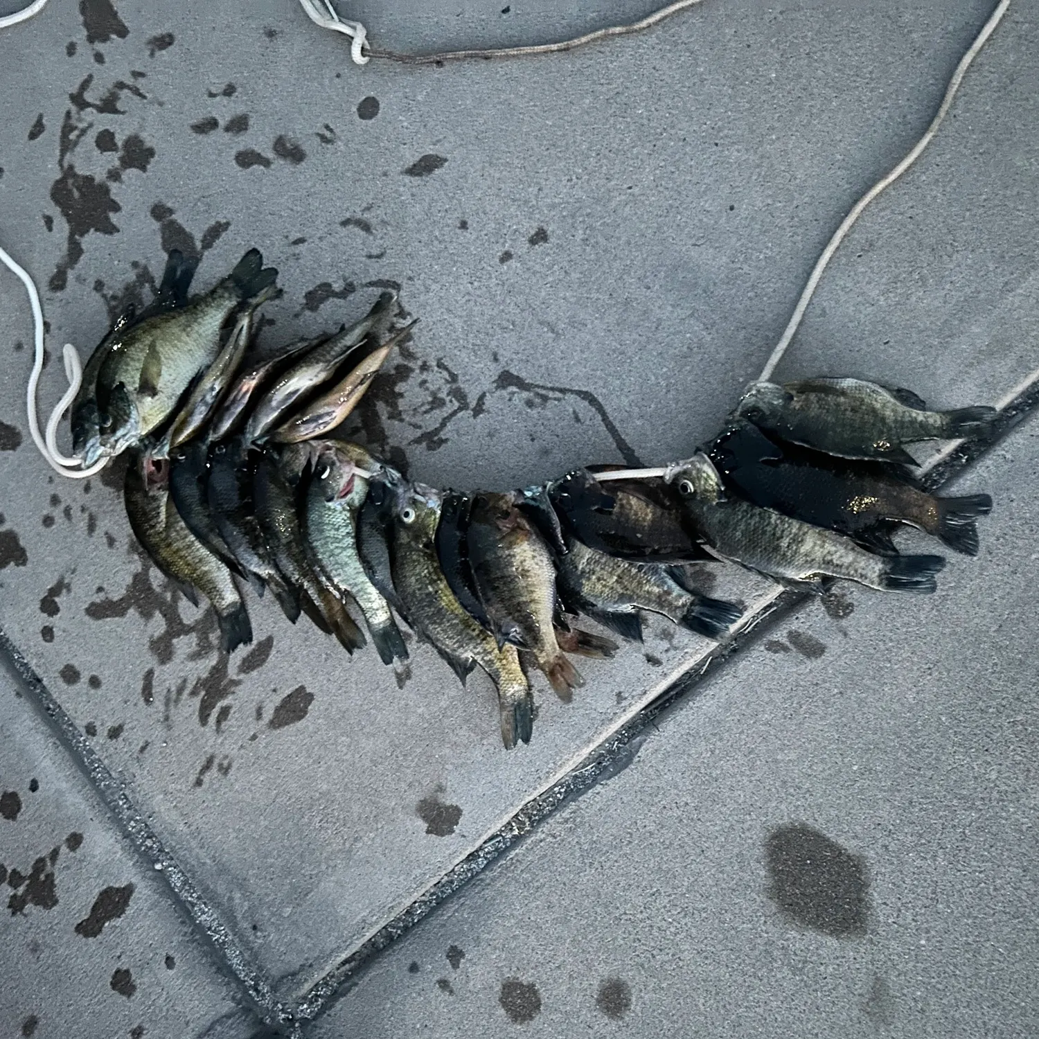 recently logged catches