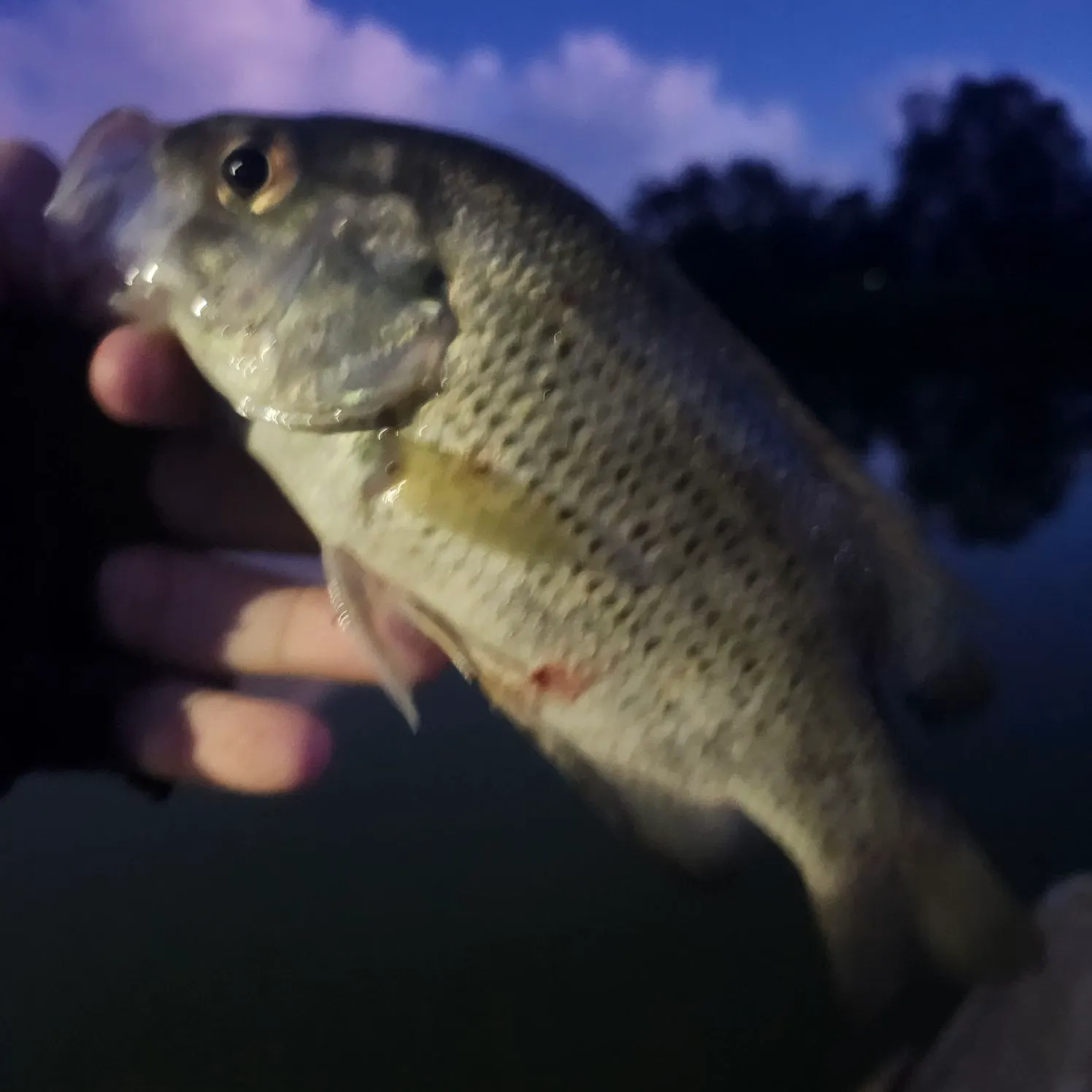 Rock bass caught on Fishbrain