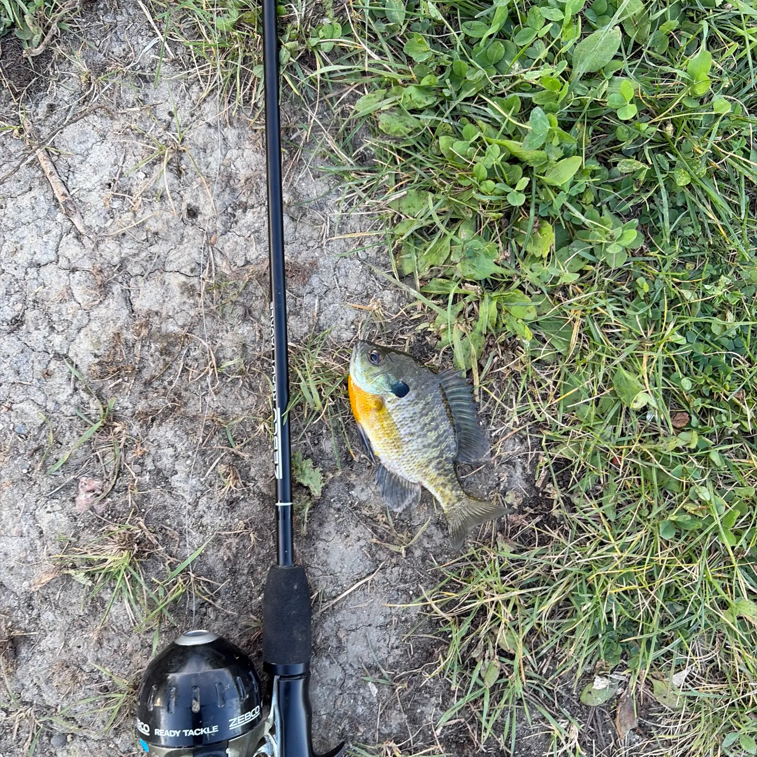 Bluegill caught on Fishbrain