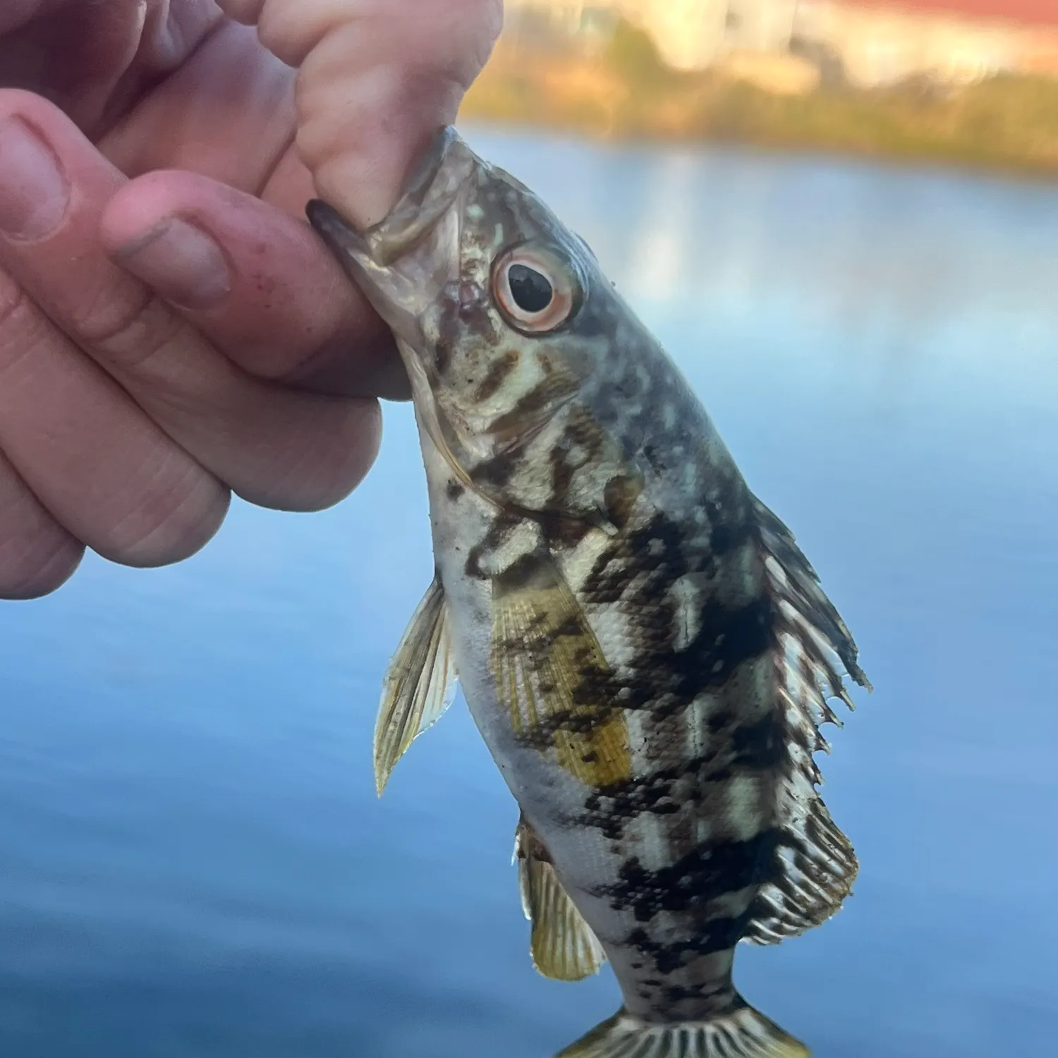 Kelp bass caught on Fishbrain