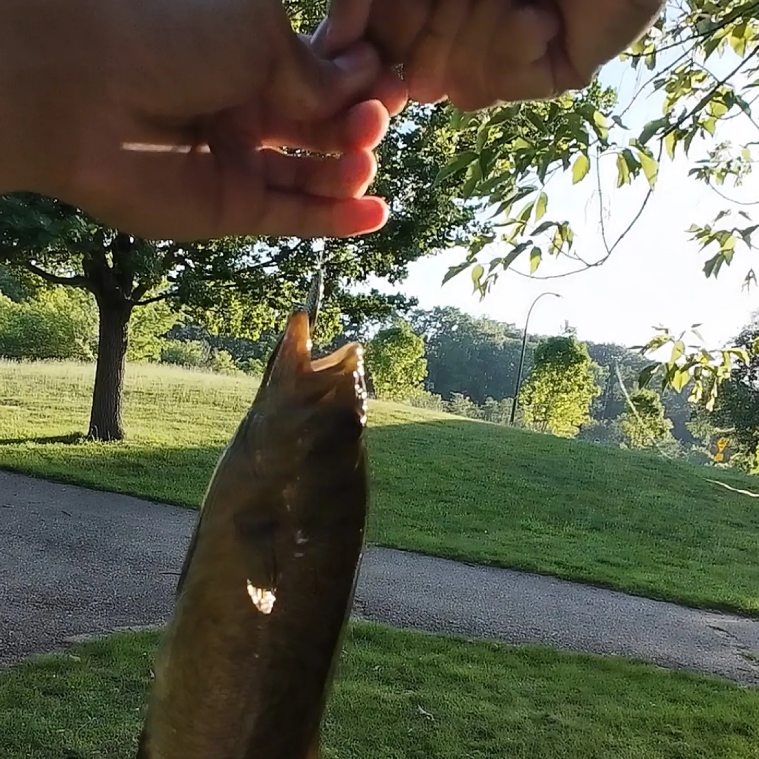most liked catch image