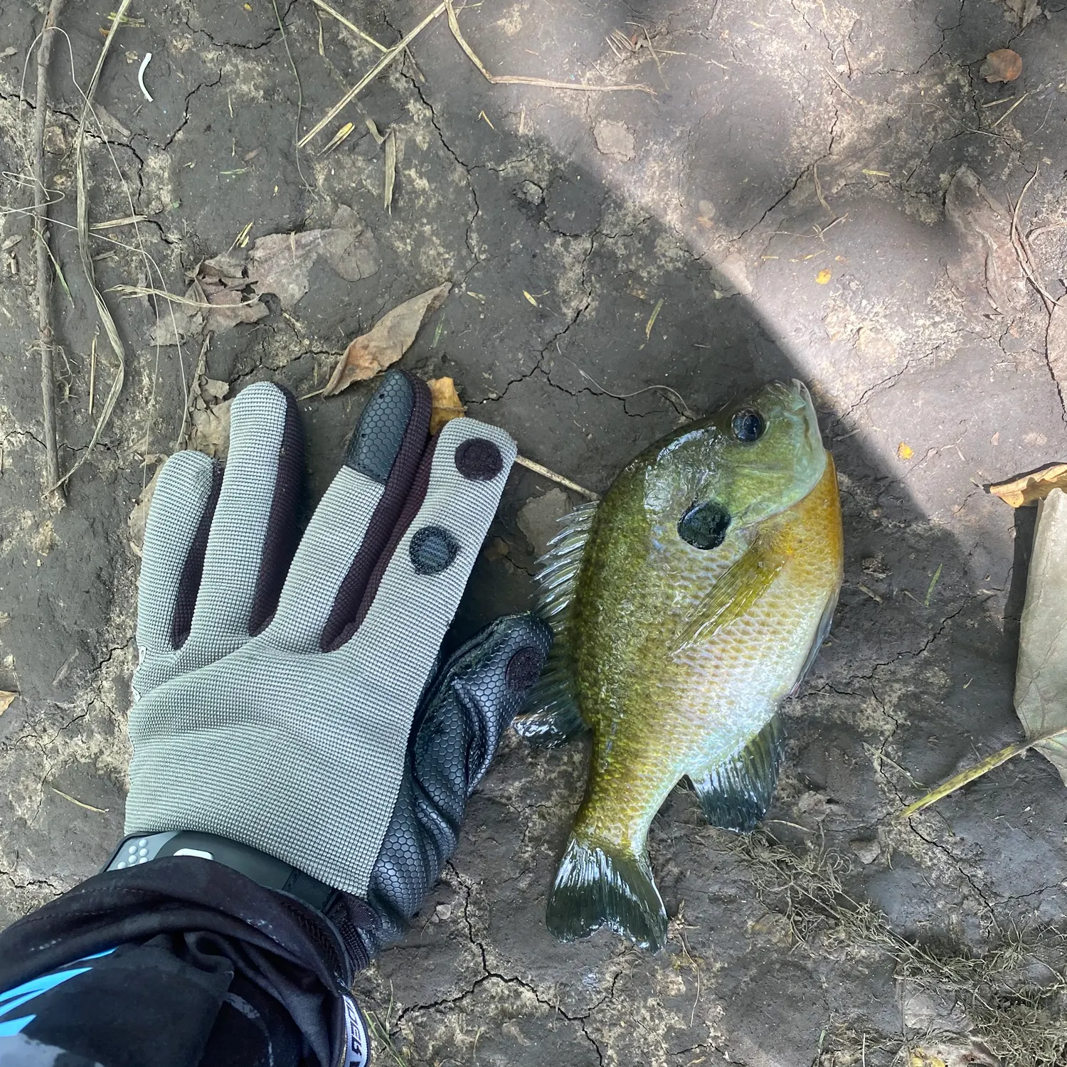 Bluegill caught on Fishbrain