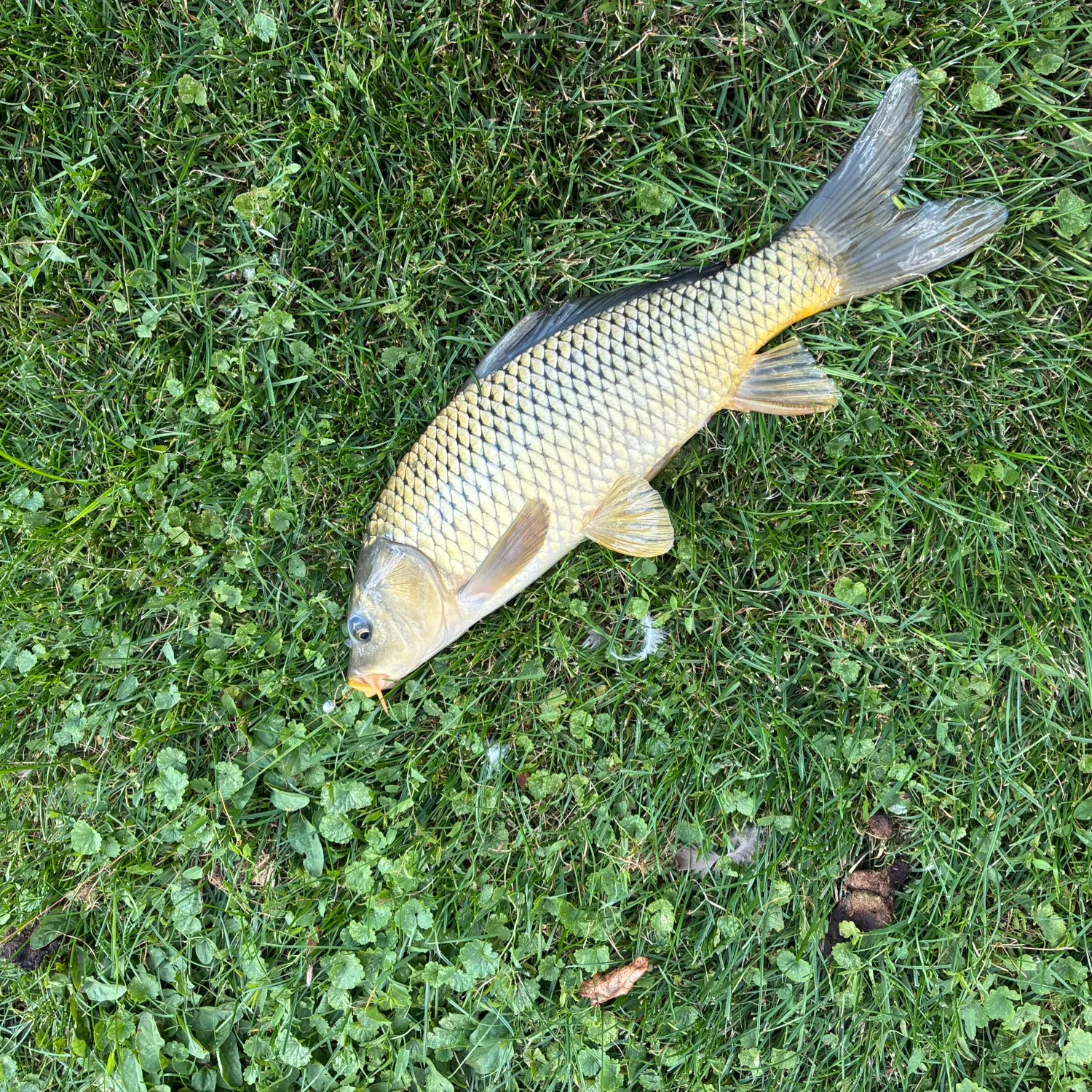 Common carp caught on Fishbrain