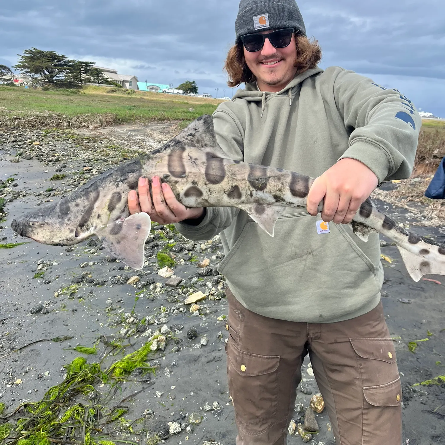 The most recent Leopard shark catches on Fishbrain