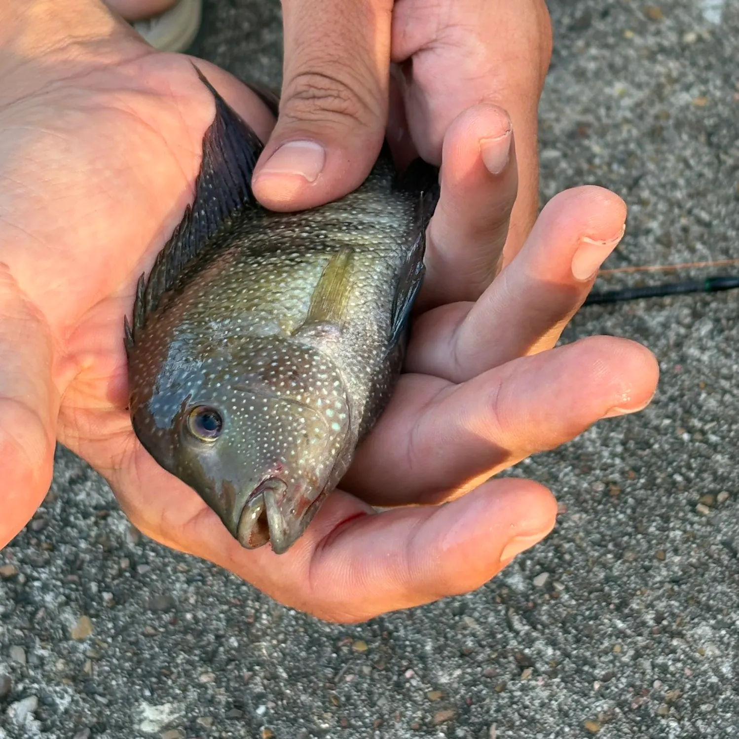 The most recent Rio Grande cichlid catches on Fishbrain