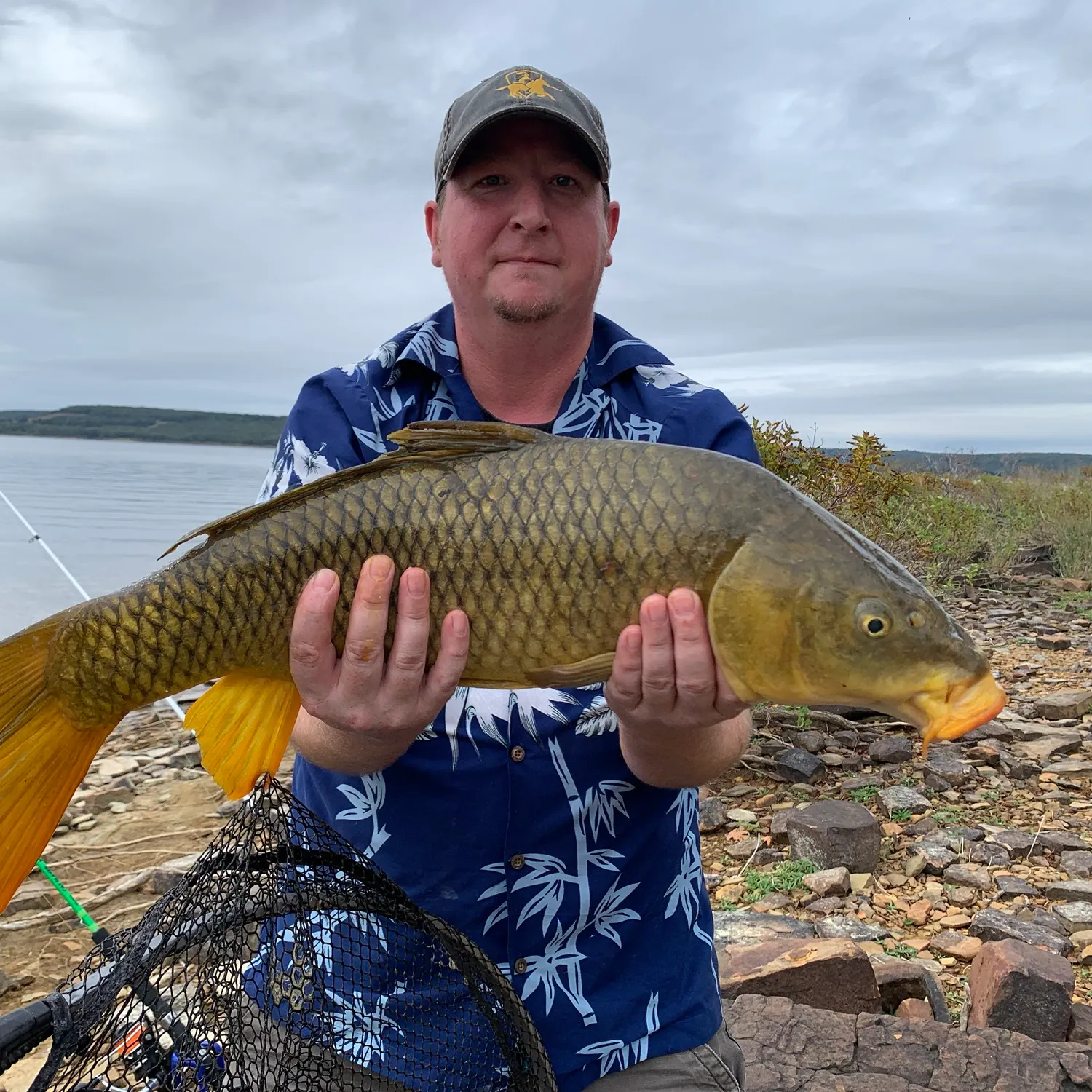 Common carp caught on Fishbrain